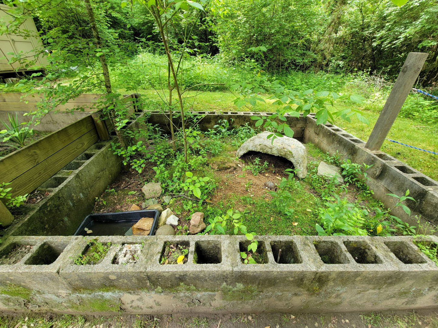 Kentucky Reptile Zoo - Gopher tortoise, eastern box turtle