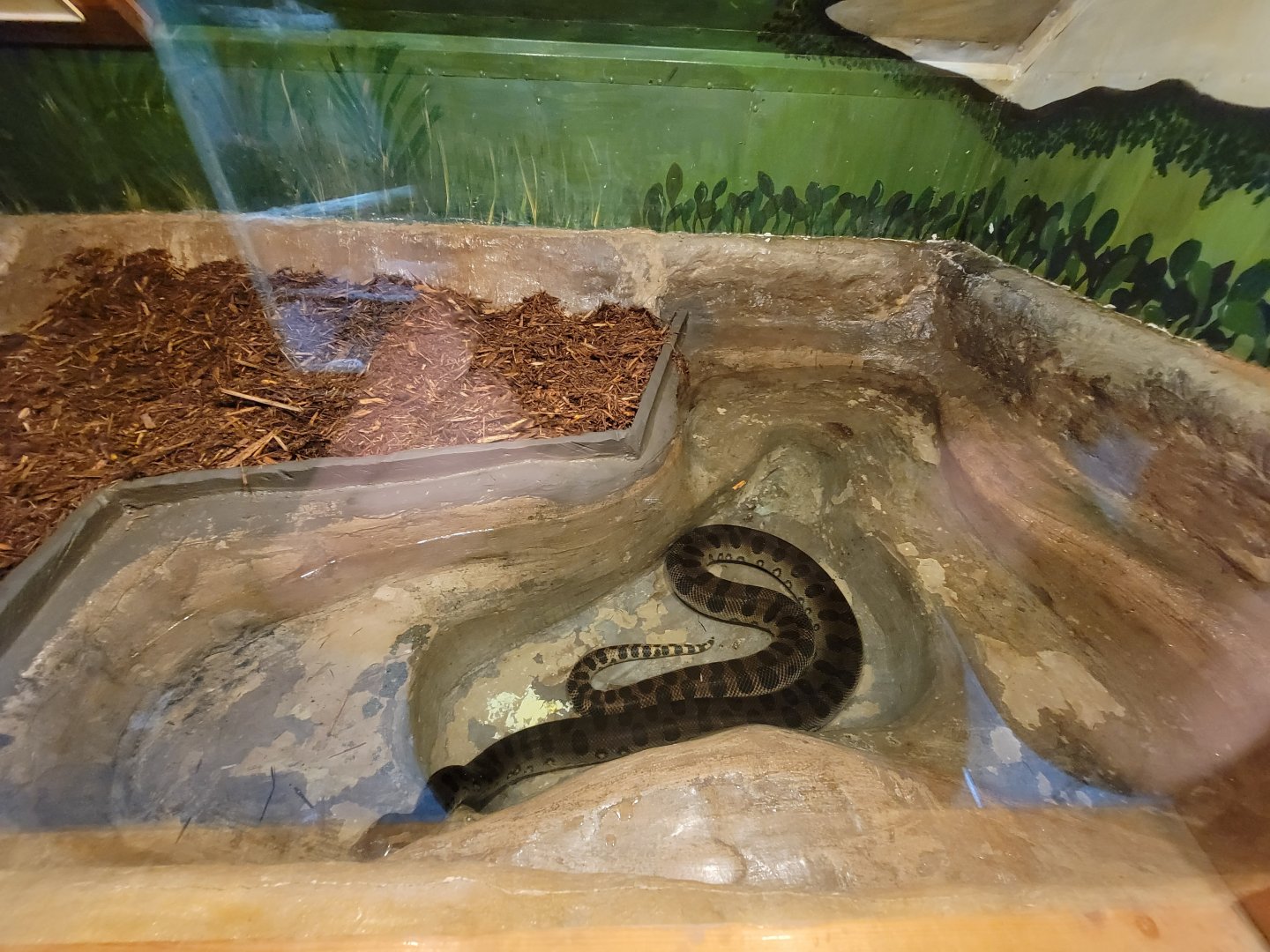 Kentucky Reptile Zoo - Green anaconda