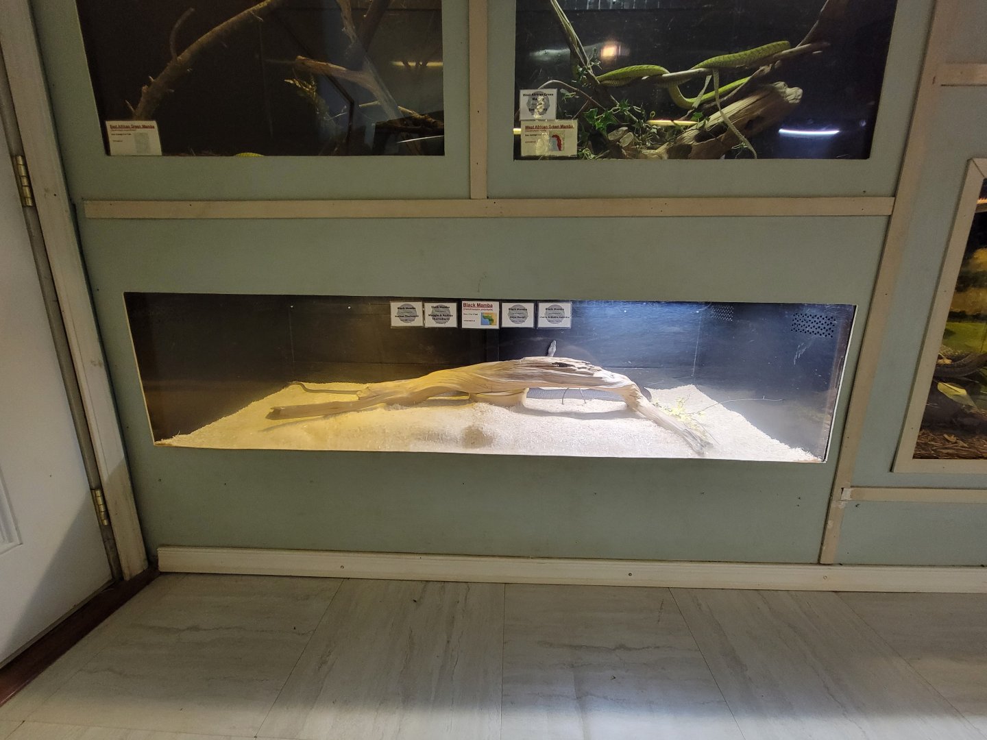 Kentucky Reptile Zoo - Green mambas, black mamba