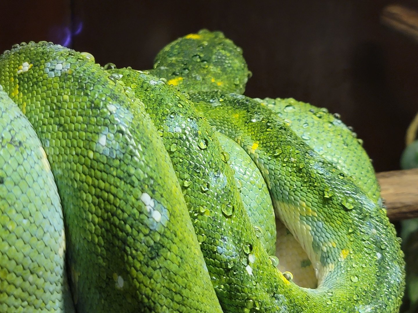 Kentucky Reptile Zoo - Green tree python