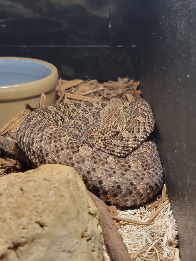 Kentucky Reptile Zoo - Hog-nosed viper
