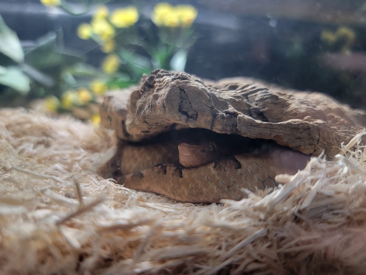 Kentucky Reptile Zoo - Hump-nosed viper