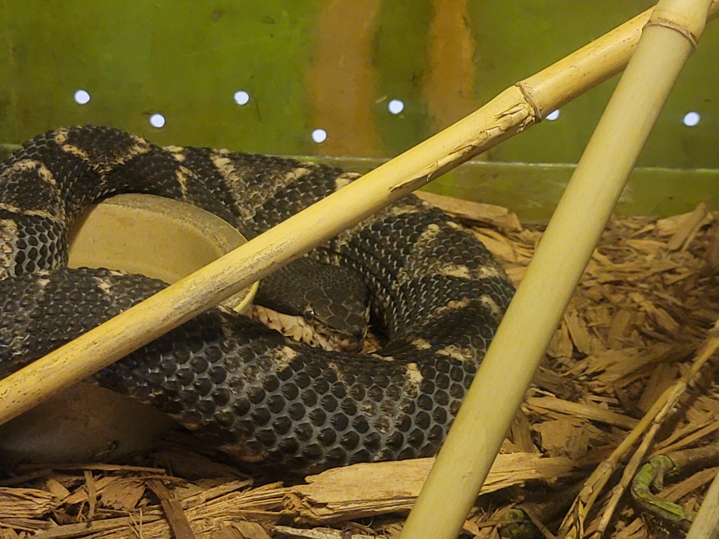 Kentucky Reptile Zoo - Hundred-pace viper