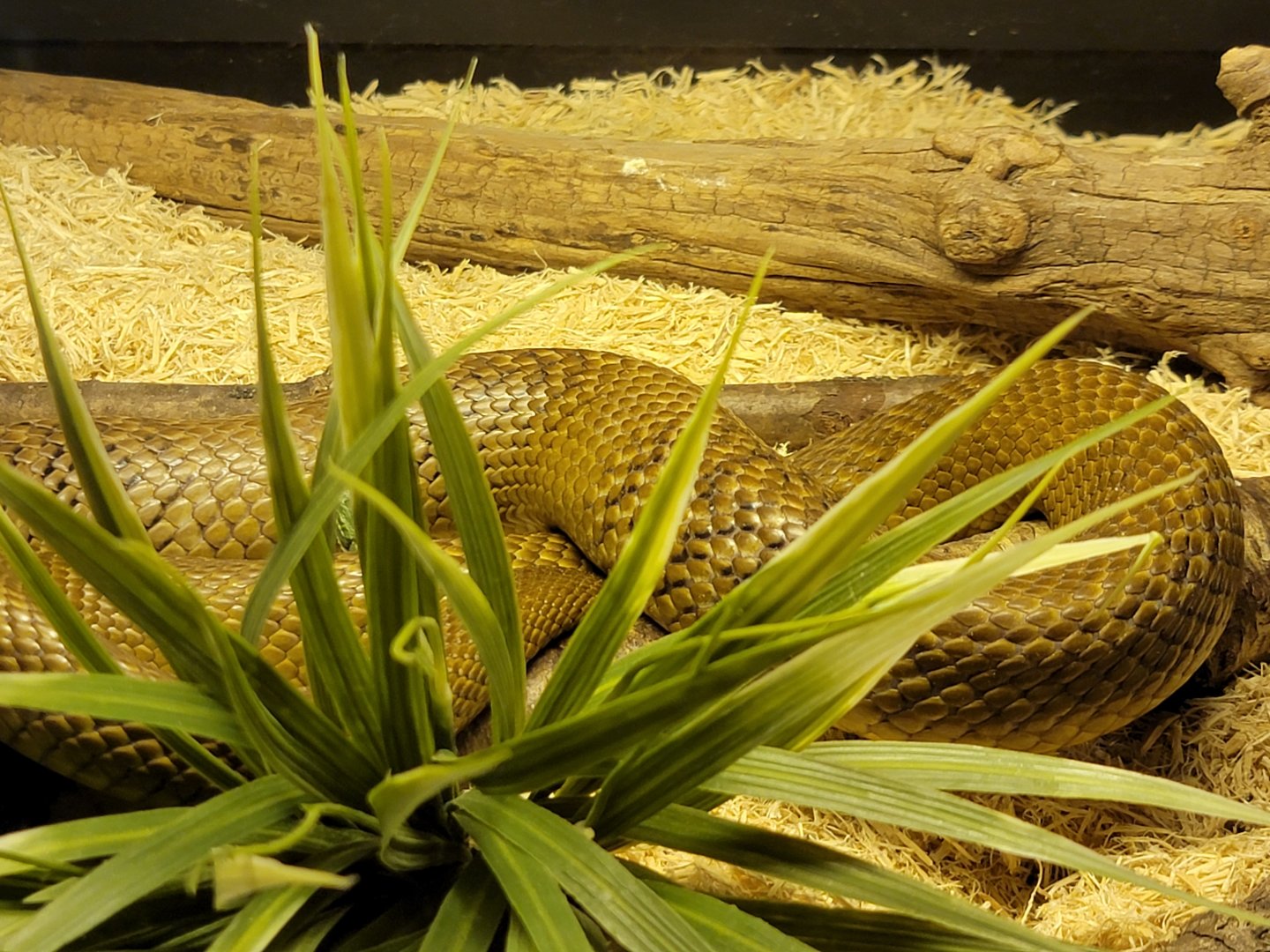 Kentucky Reptile Zoo - Inland taipan
