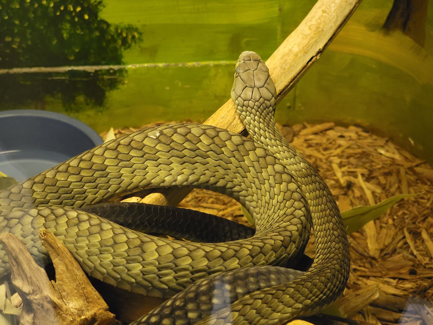 Kentucky Reptile Zoo - Jameson's mamba