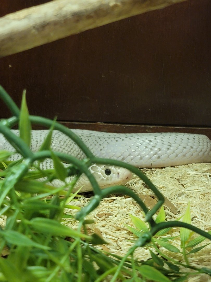 Kentucky Reptile Zoo - Javan spitting cobra