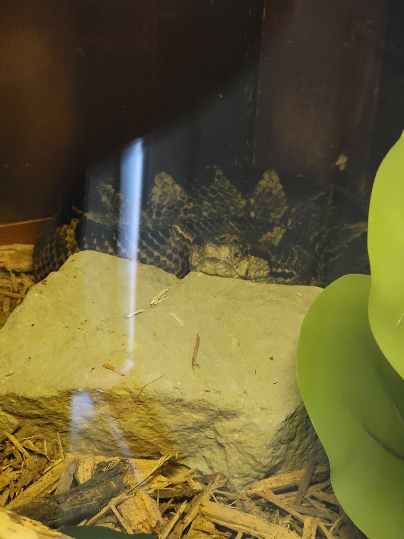 Kentucky Reptile Zoo - Jumping viper