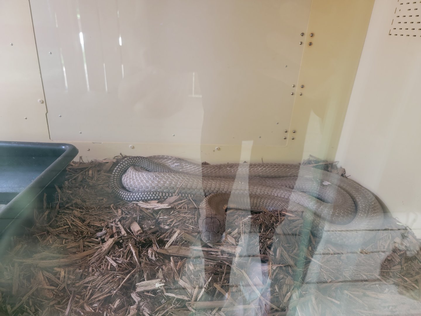 Kentucky Reptile Zoo - King cobra