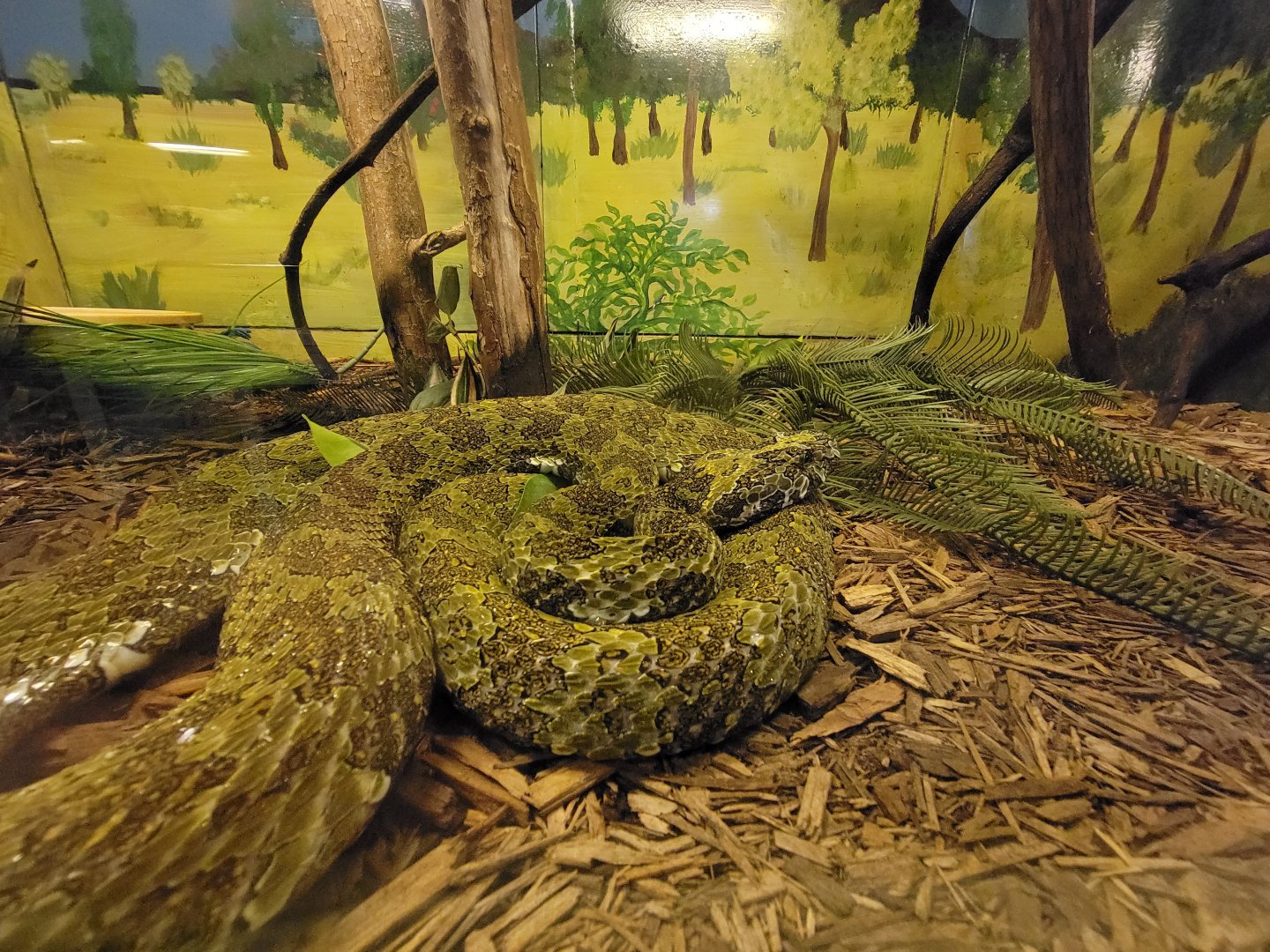 Kentucky Reptile Zoo - Mangshan mountain viper