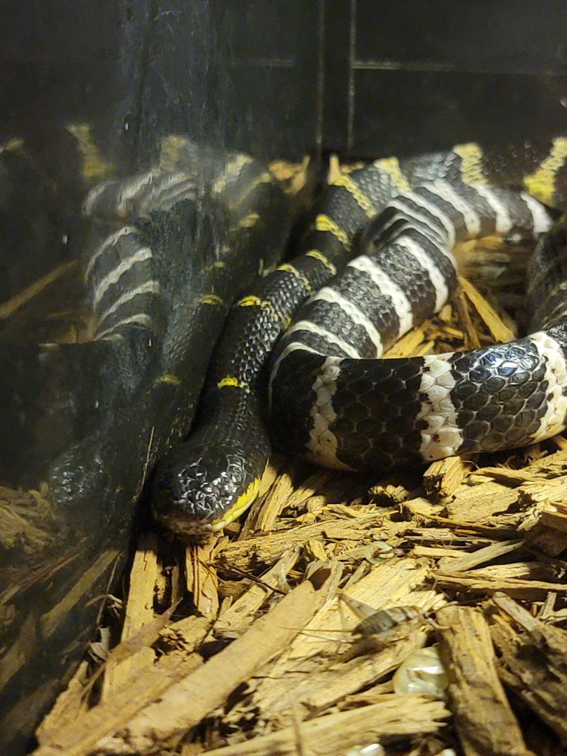 Kentucky Reptile Zoo - Many-banded krait