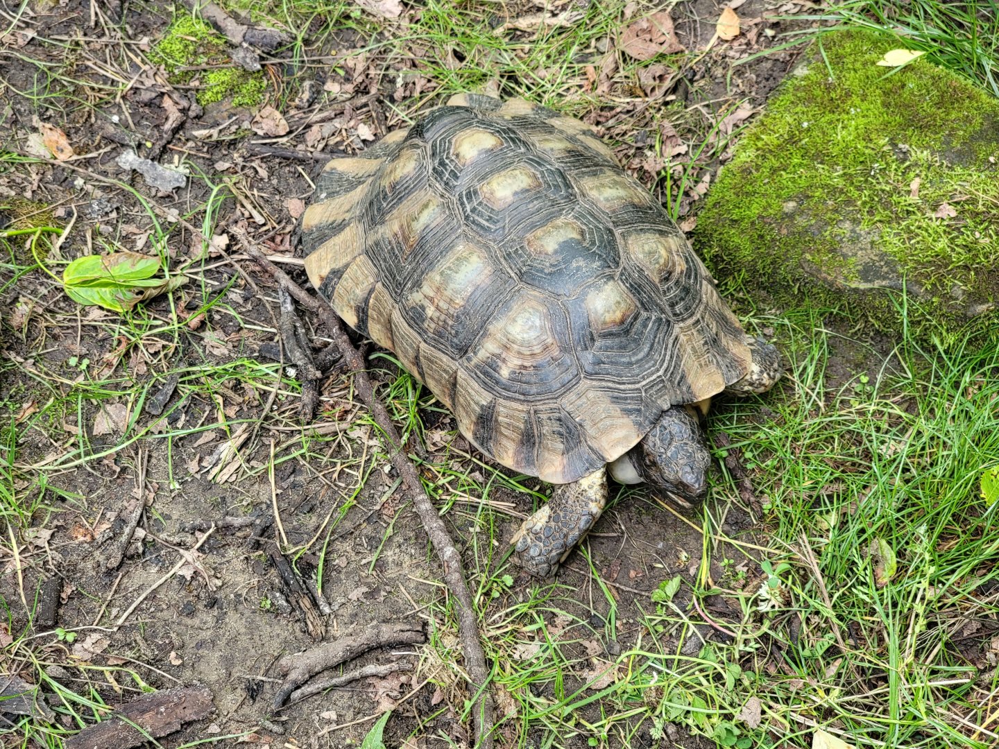 Kentucky Reptile Zoo - Marginated tortoise