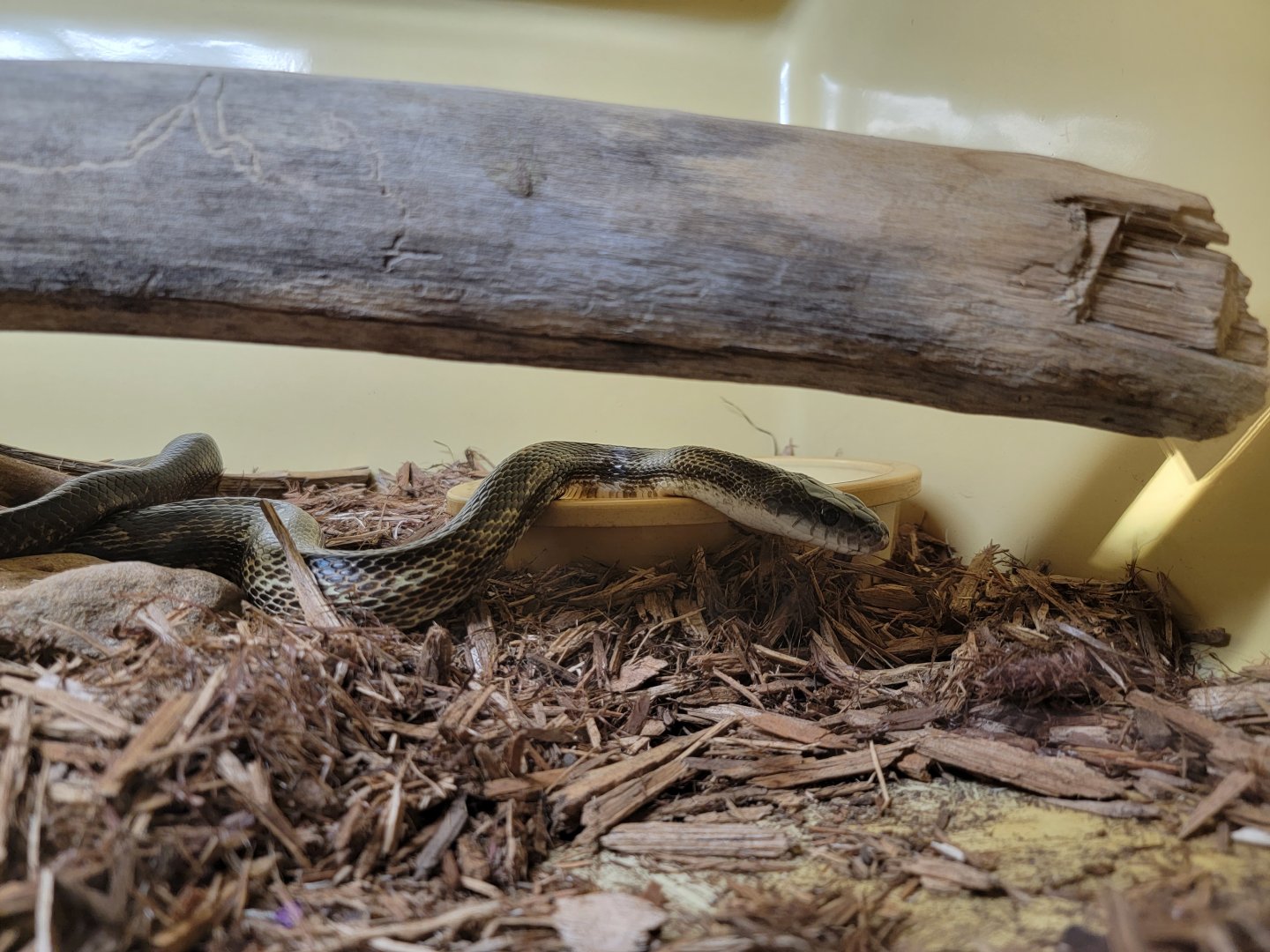 Kentucky Reptile Zoo - Midland ratsnake