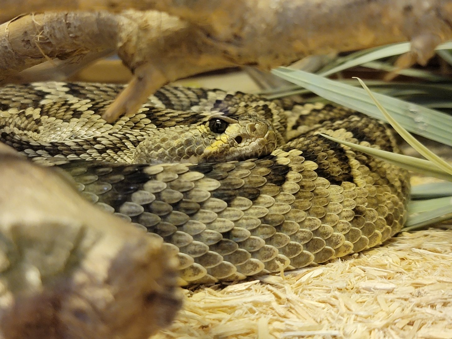 Kentucky Reptile Zoo - Mojave rattlesnake