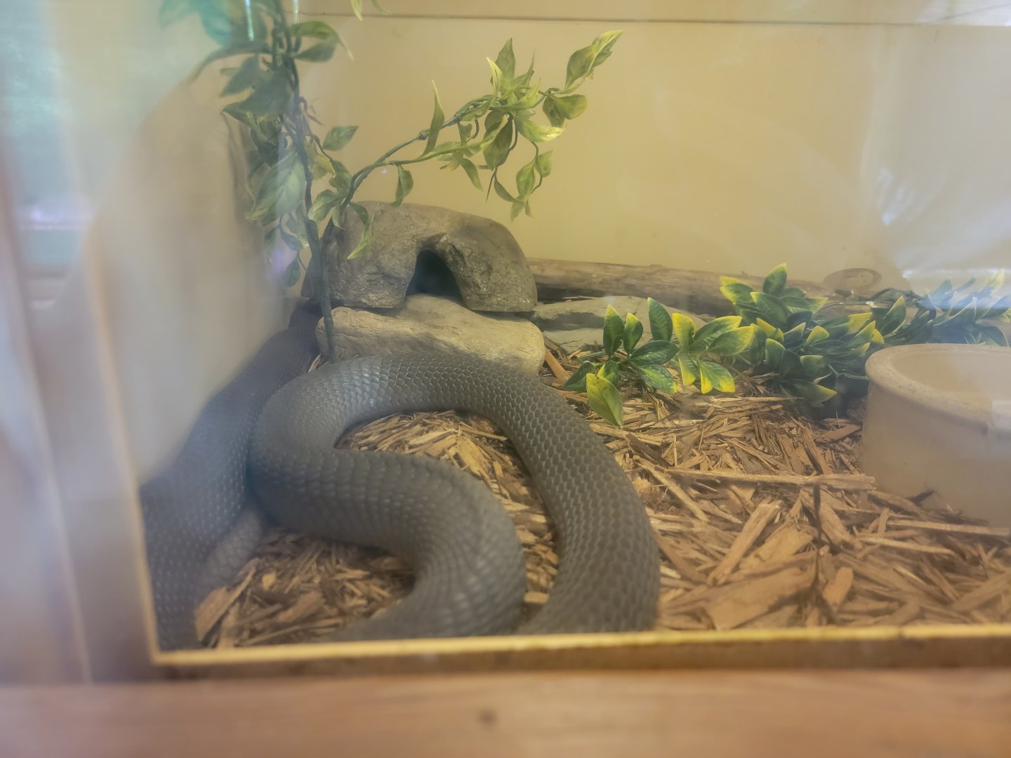 Kentucky Reptile Zoo - Mozambique spitting cobra