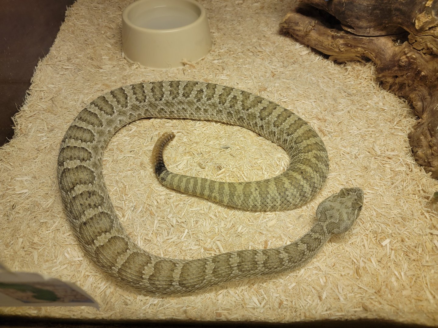 Kentucky Reptile Zoo - Prairie rattlesnake