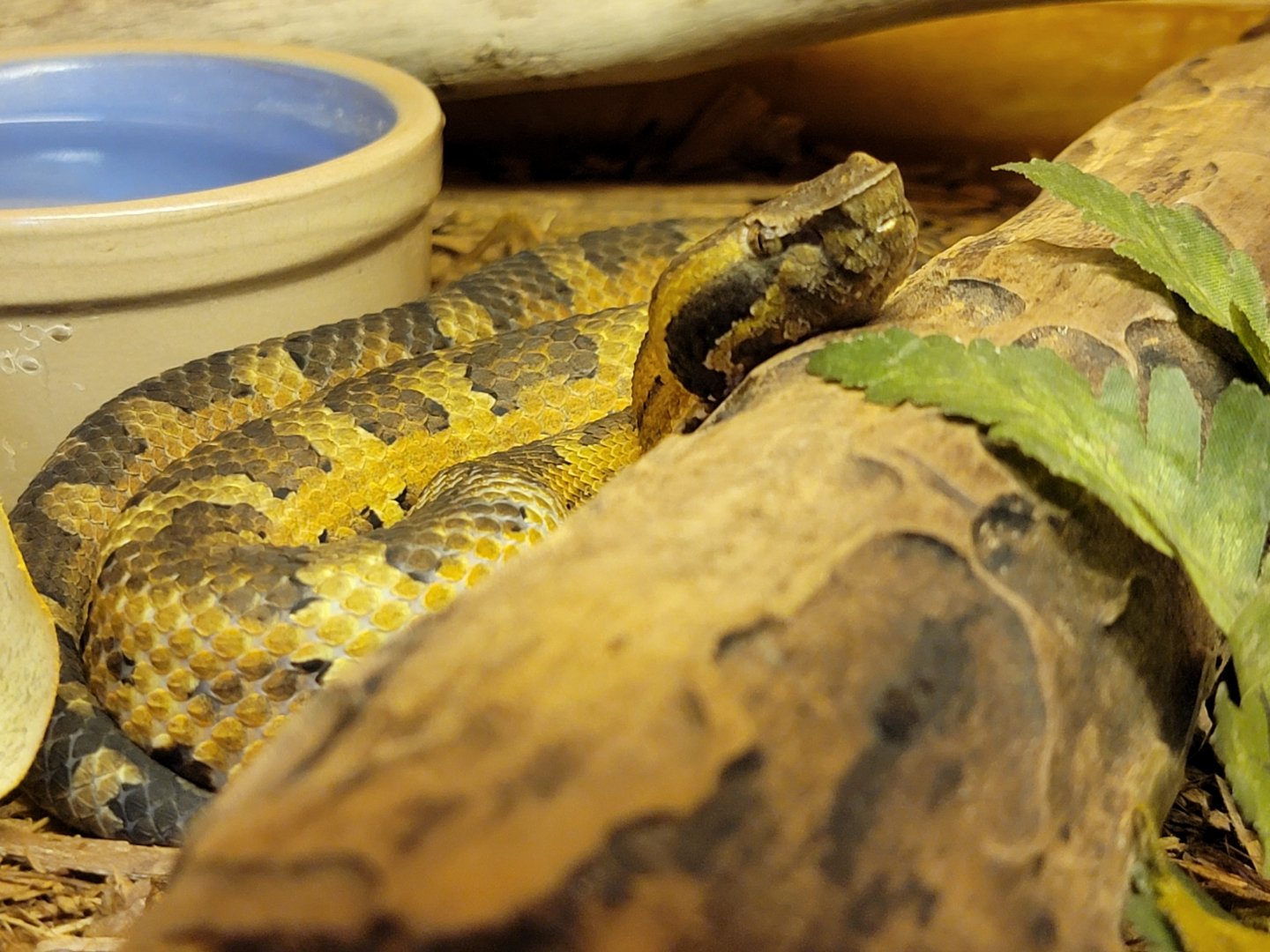 Kentucky Reptile Zoo - Princess habu