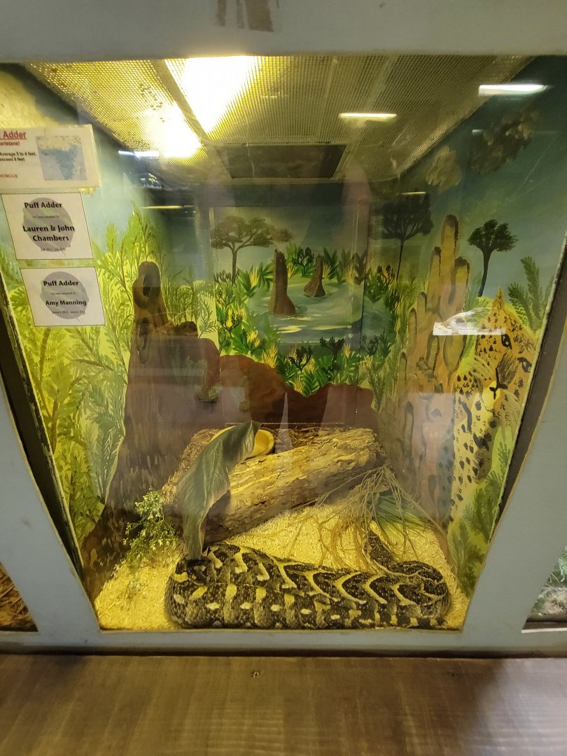 Kentucky Reptile Zoo - Puff adder