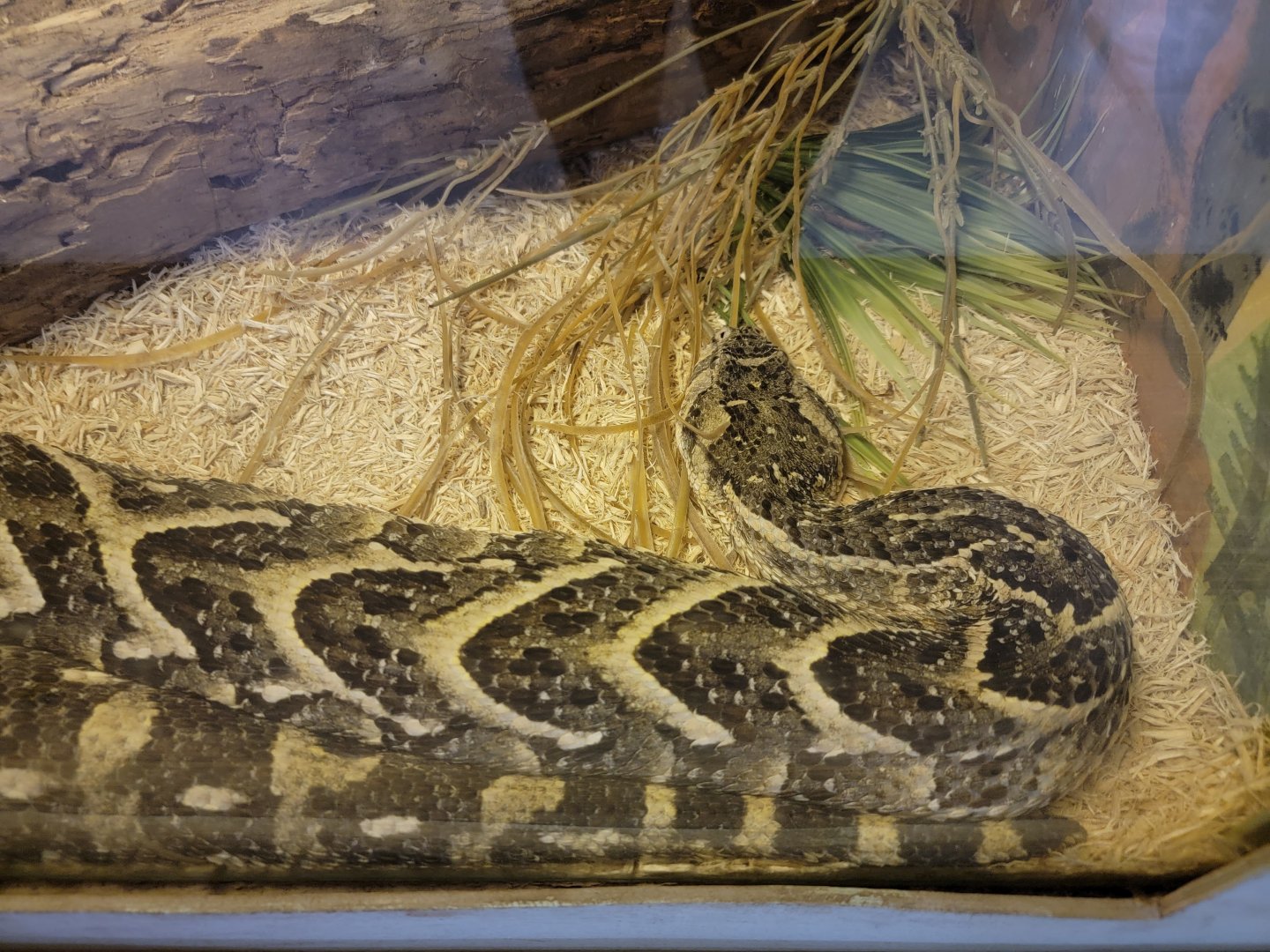 Kentucky Reptile Zoo - Puff adder