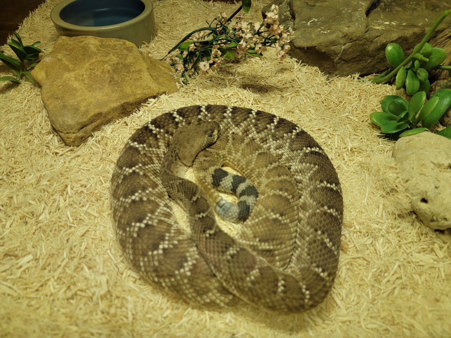 Kentucky Reptile Zoo - Red diamondback