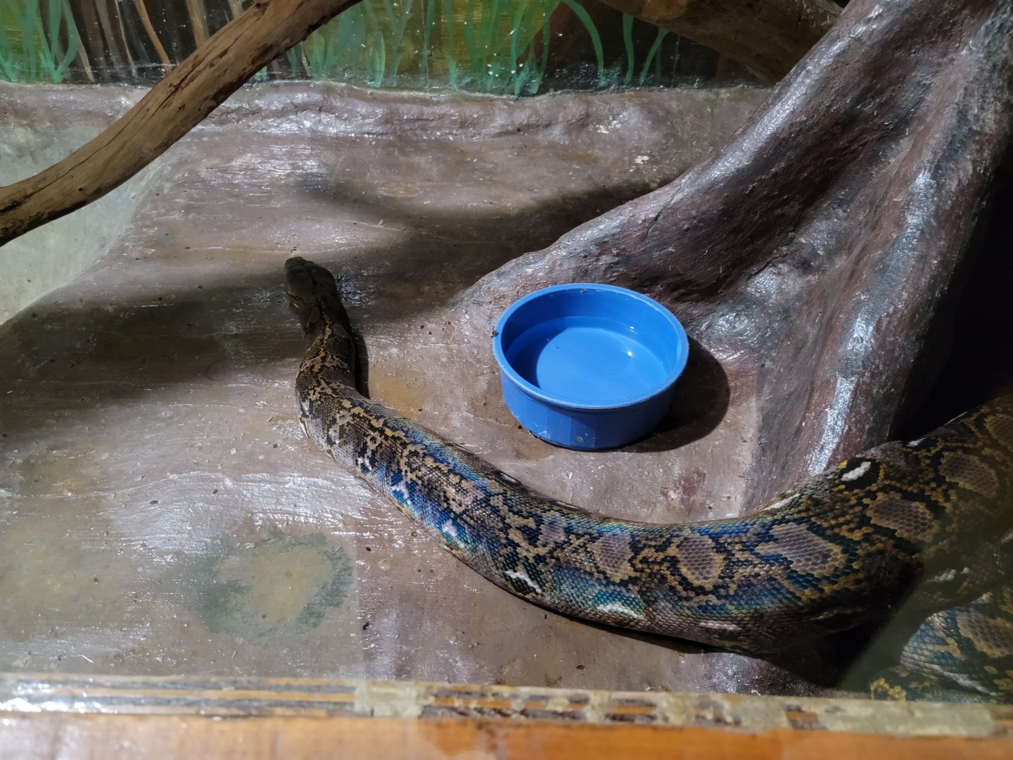 Kentucky Reptile Zoo - Reticulated python
