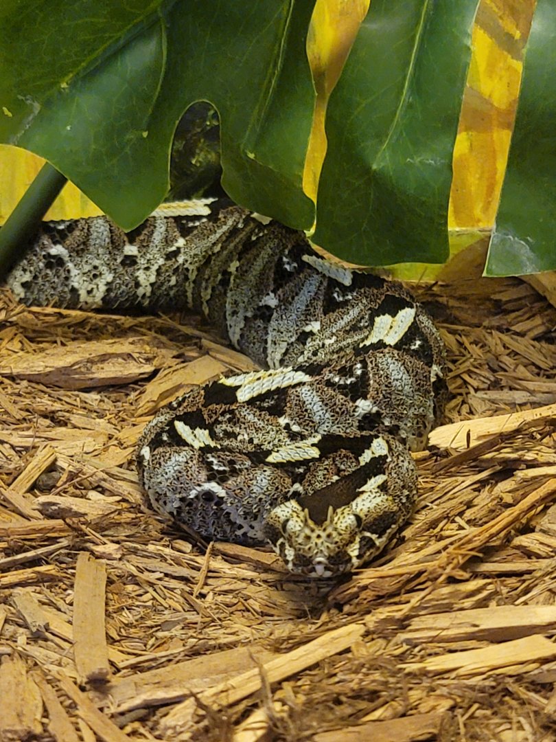 Kentucky Reptile Zoo - Rhinoceros viper