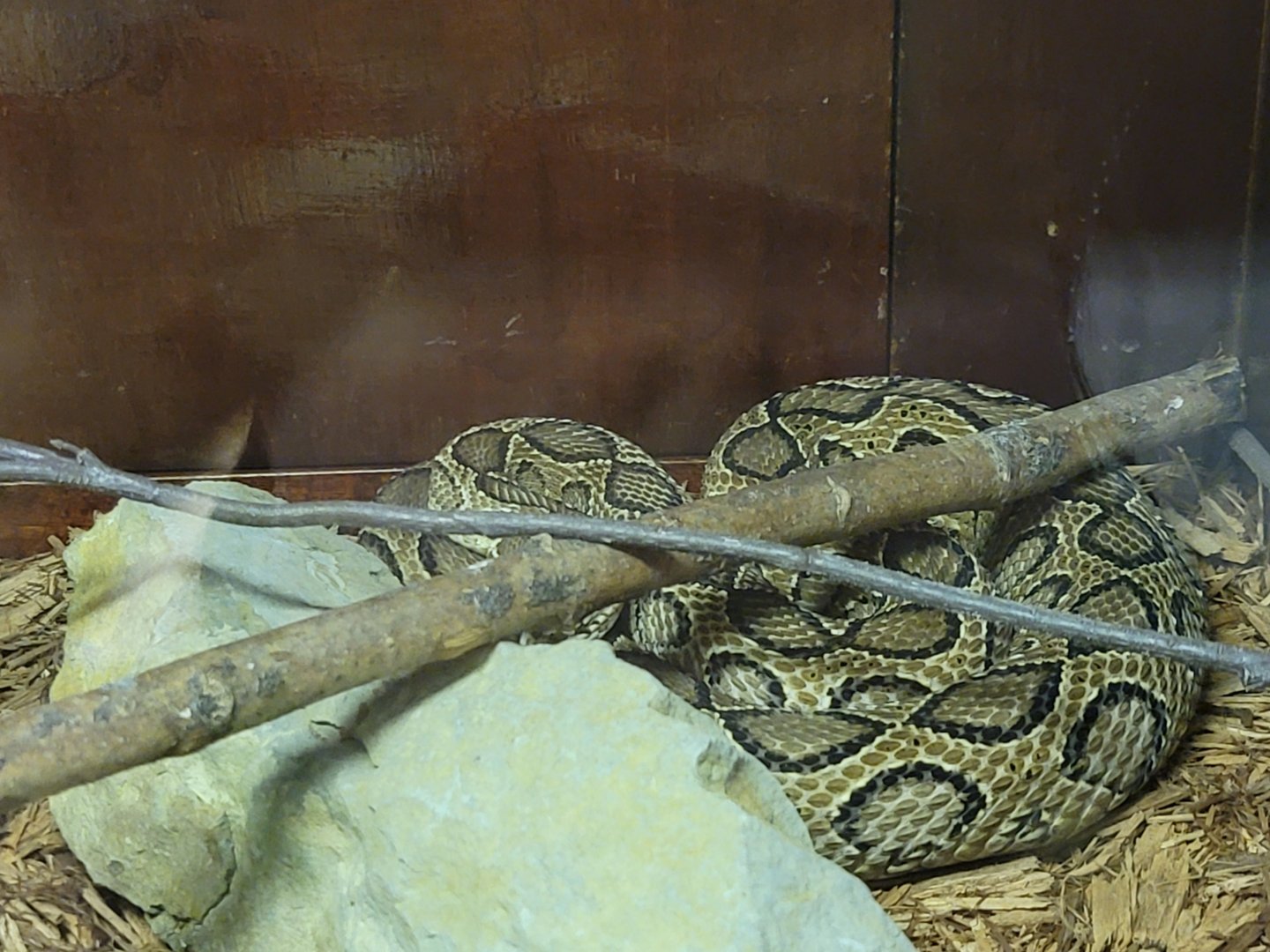 Kentucky Reptile Zoo - Russell's viper