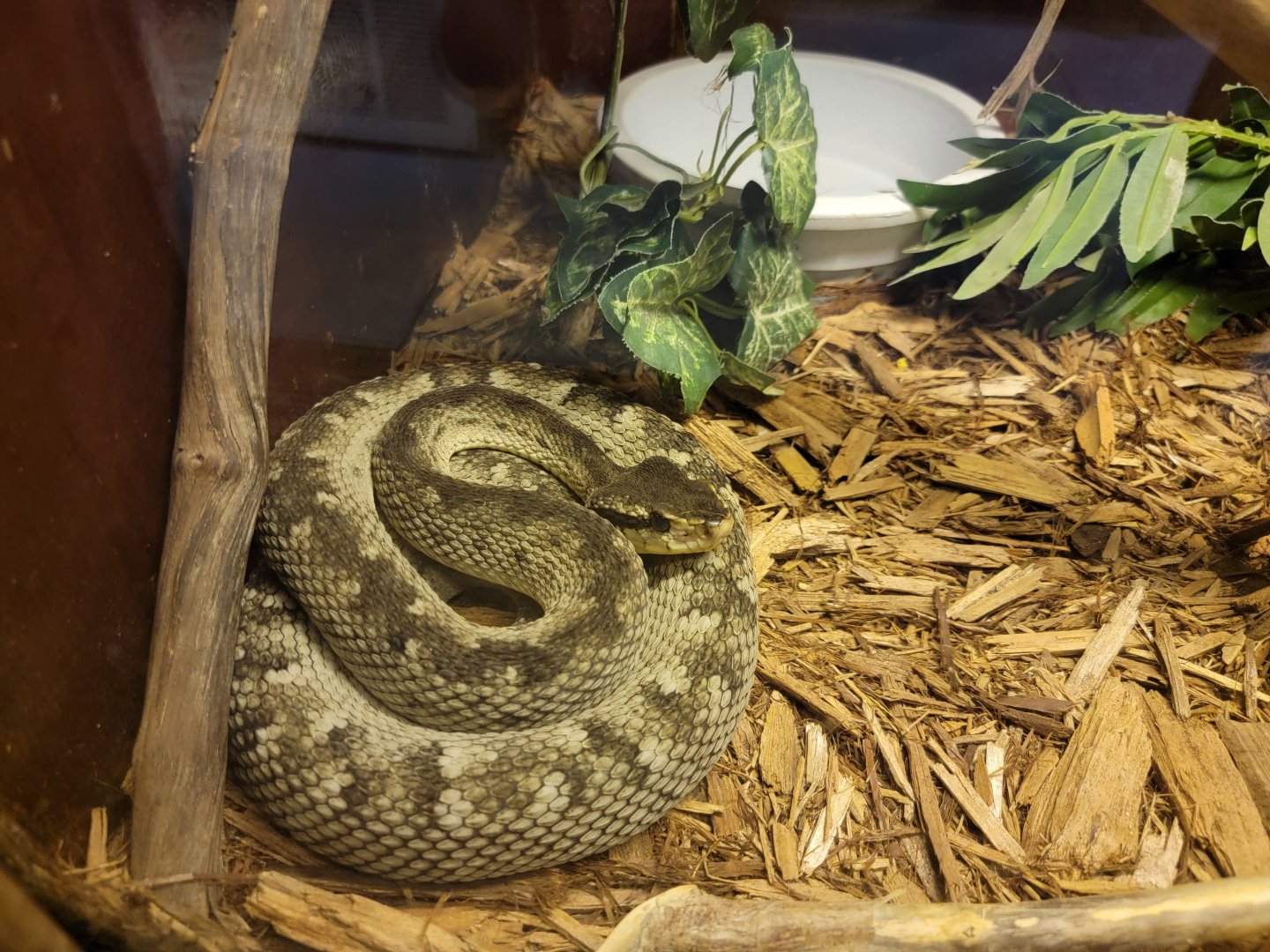 Kentucky Reptile Zoo - Saint Lucian lancehead