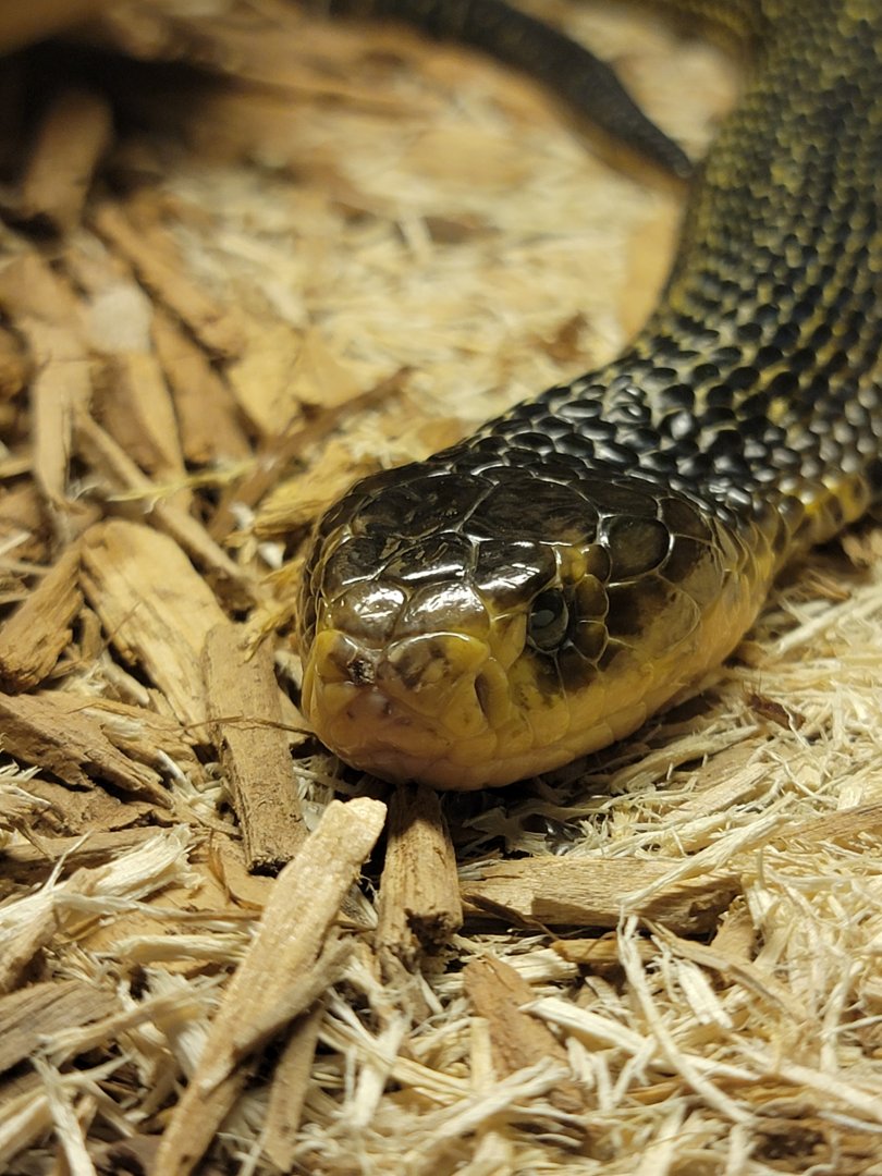 Kentucky Reptile Zoo - Samar cobra