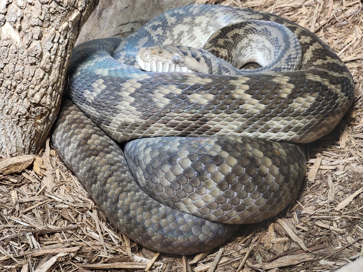 Kentucky Reptile Zoo - Scrub python