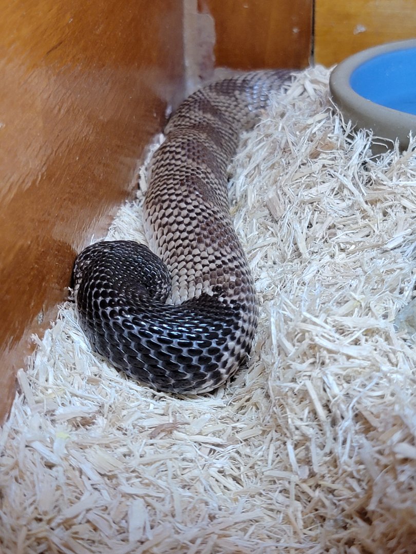 Kentucky Reptile Zoo - Shield-nosed cobra