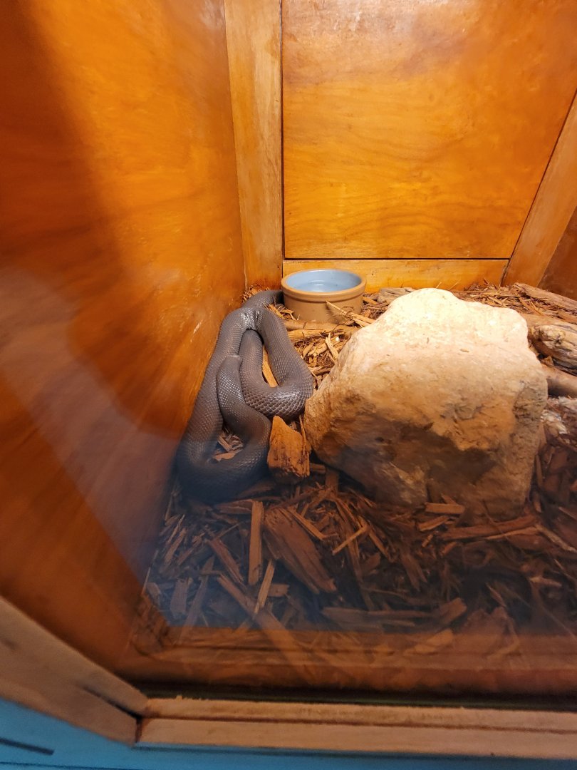 Kentucky Reptile Zoo - Small-scaled burrowing asp