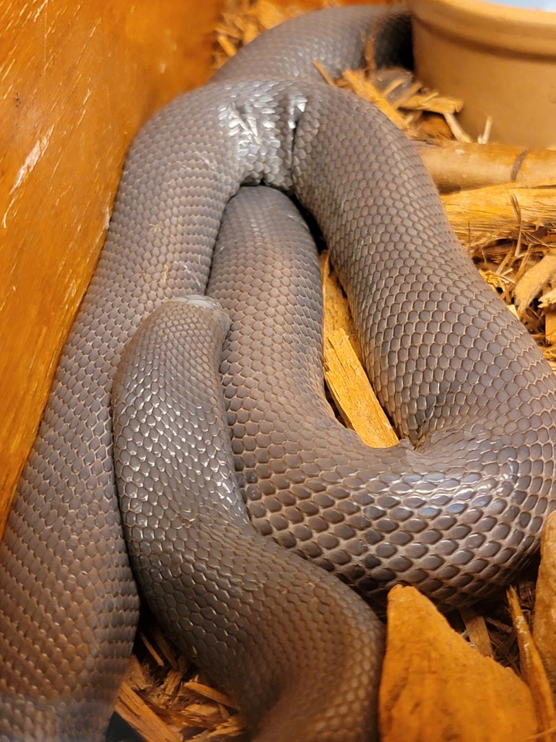 Kentucky Reptile Zoo - Small-scaled burrowing asp