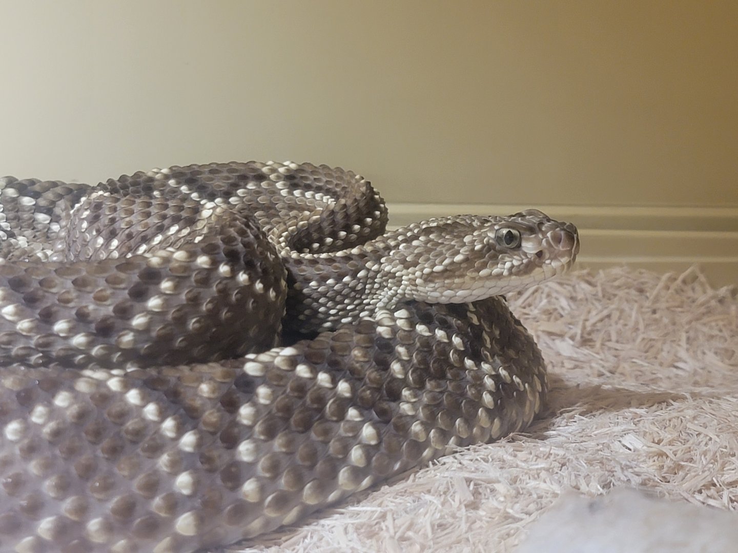 Kentucky Reptile Zoo - South American rattlesnake