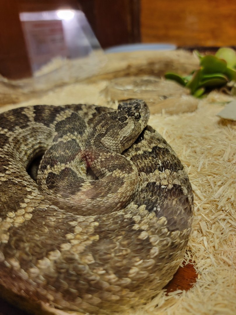 Kentucky Reptile Zoo - Southern pacific rattlesnake