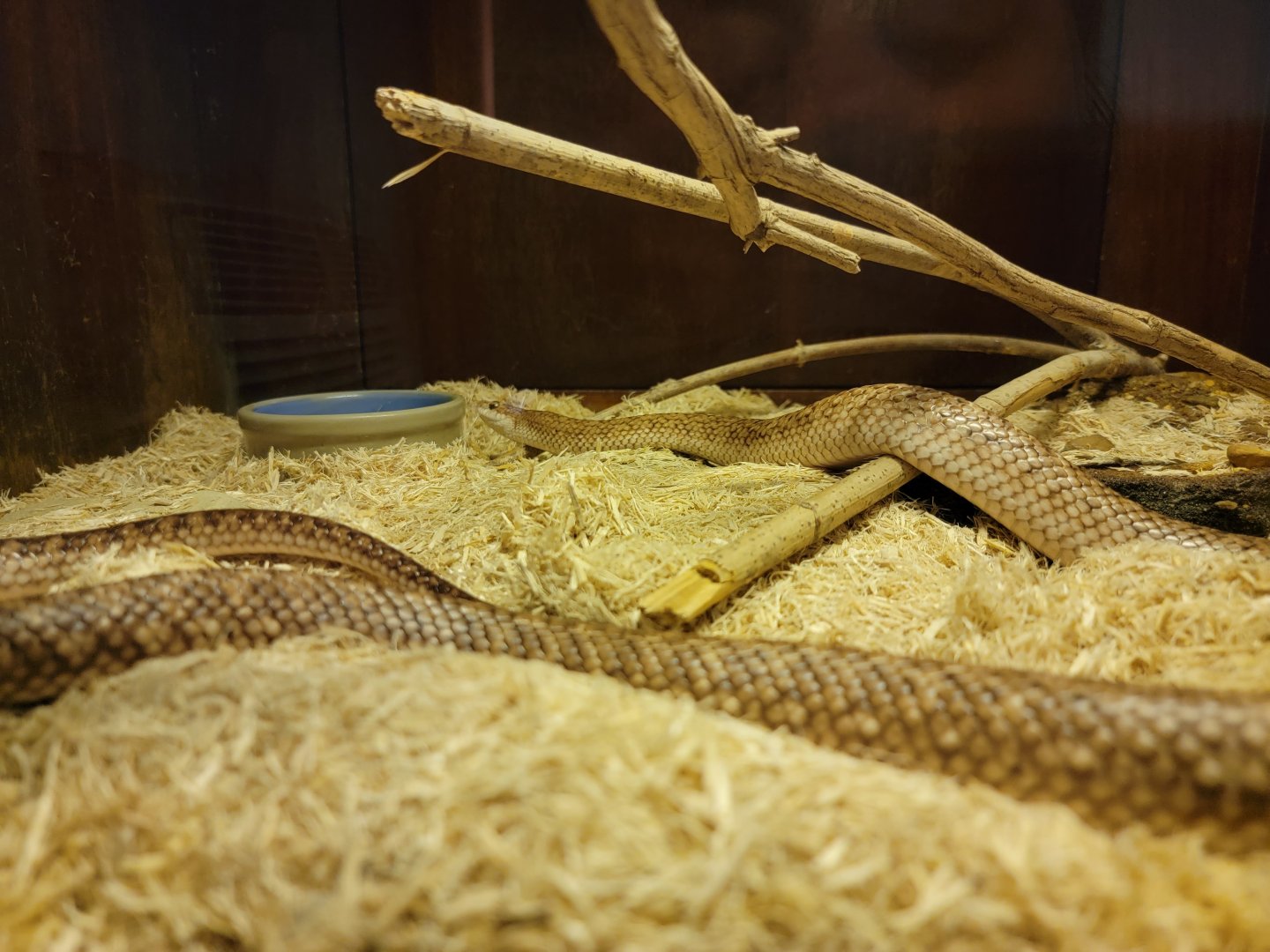 Kentucky Reptile Zoo - Speckled hognose snake