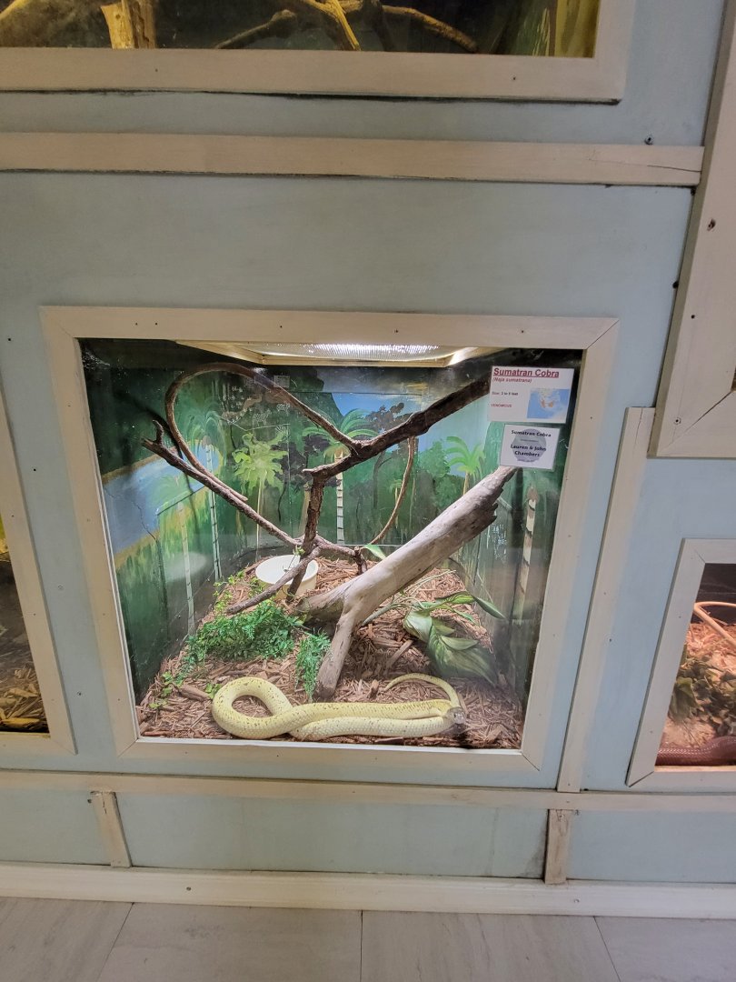 Kentucky Reptile Zoo - Sumatran cobra