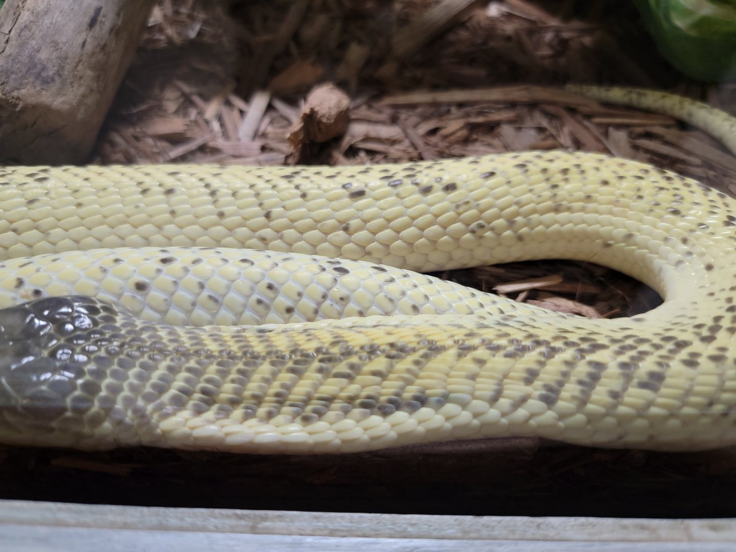 Kentucky Reptile Zoo - Sumatran cobra