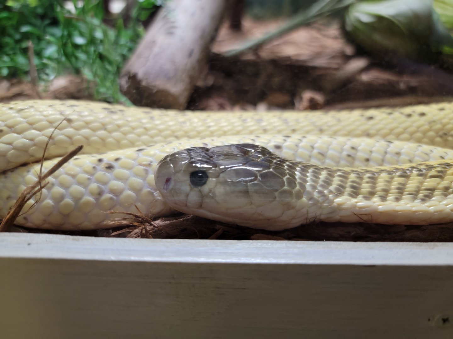 Kentucky Reptile Zoo - Sumatran cobra