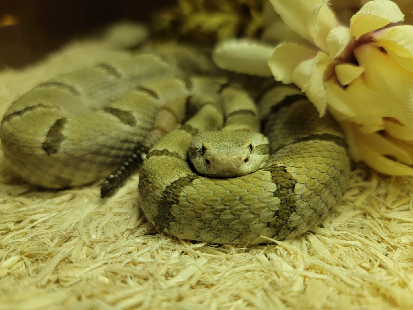 Kentucky Reptile Zoo - Tamaulipan rock rattlesnake