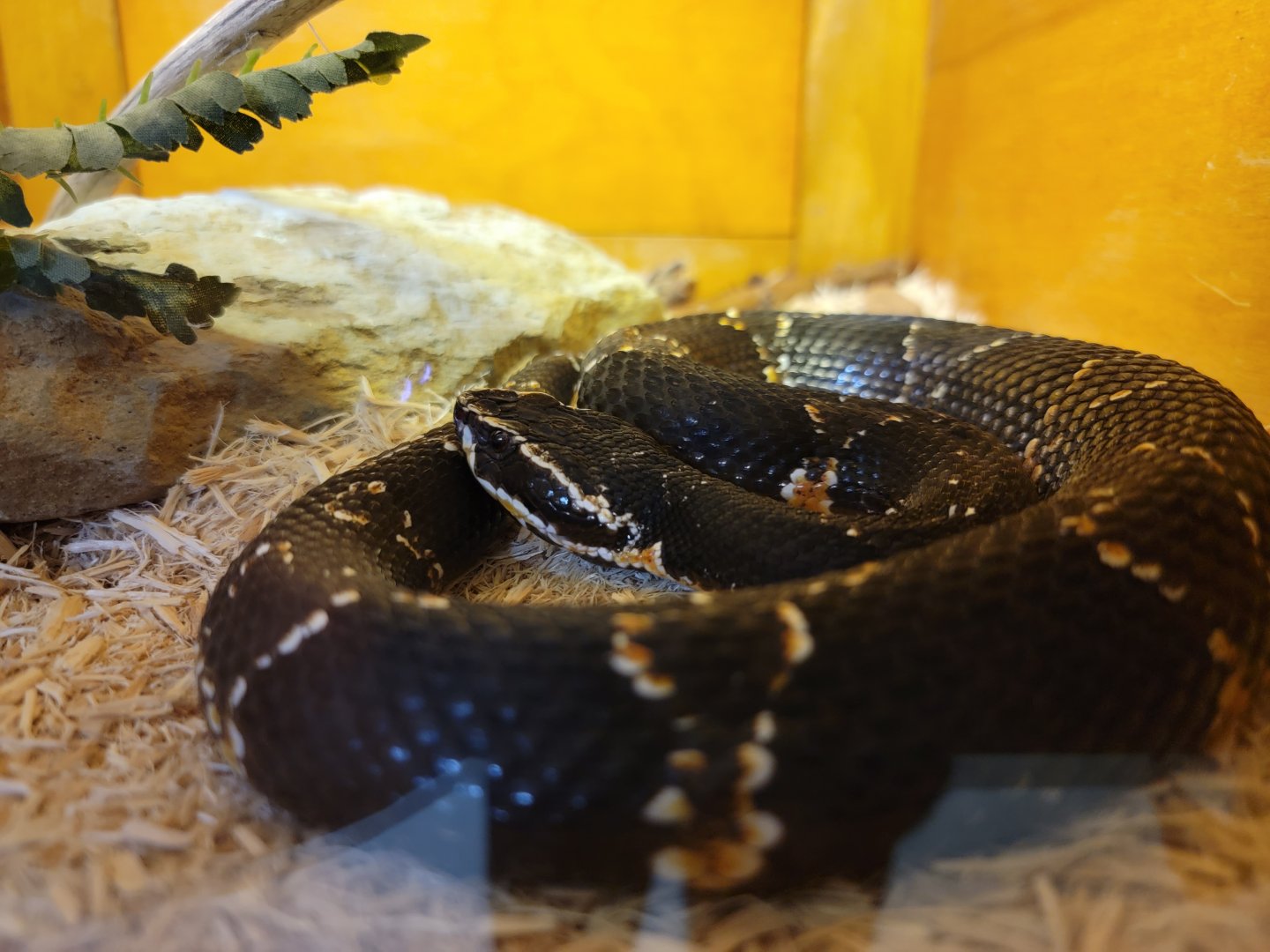 Kentucky Reptile Zoo - Taylor's cantil