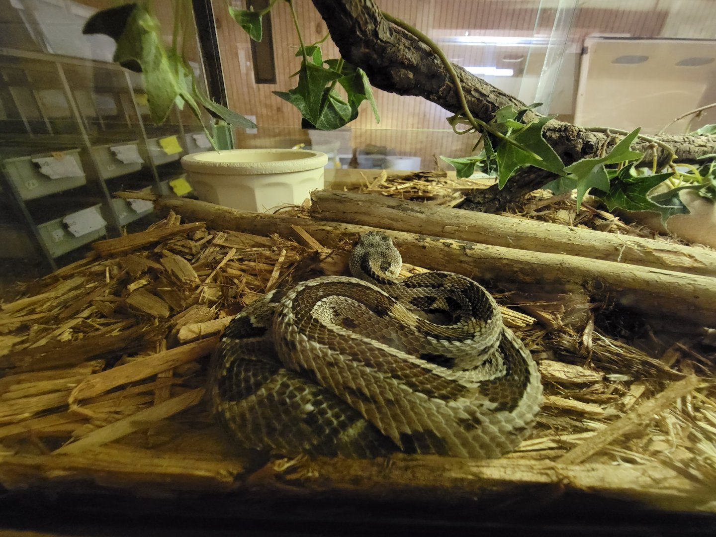 Kentucky Reptile Zoo - Timber rattlesnake
