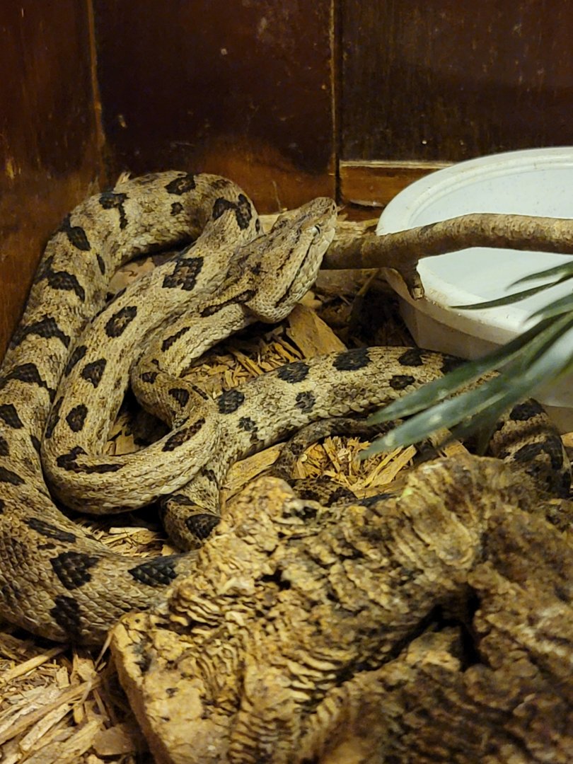 Kentucky Reptile Zoo - Tokara habu