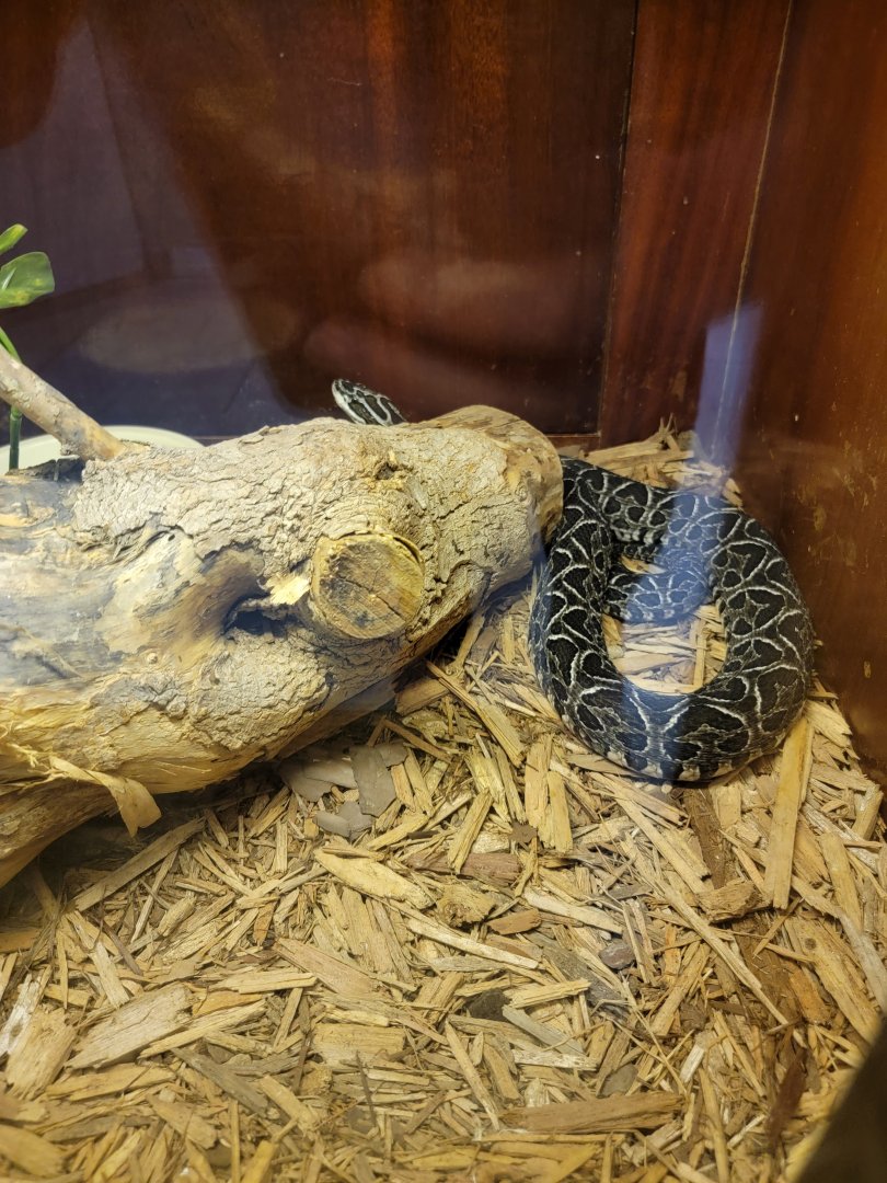 Kentucky Reptile Zoo - Urutu