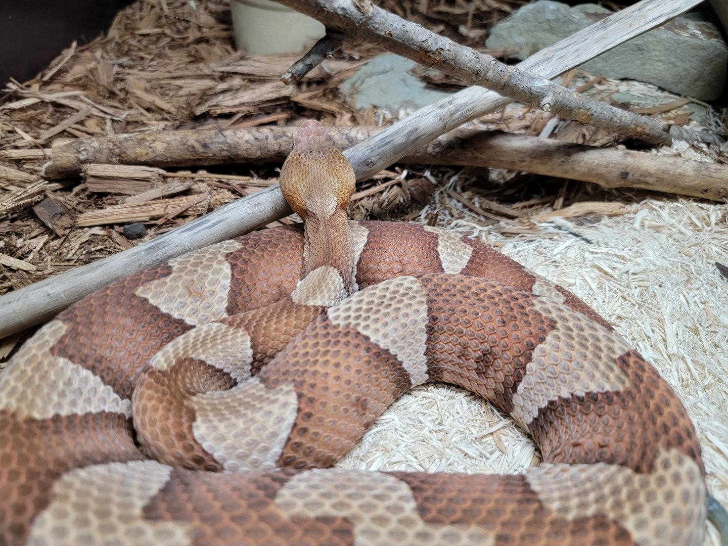 Kentucky Reptile Zoo - Western copperhead