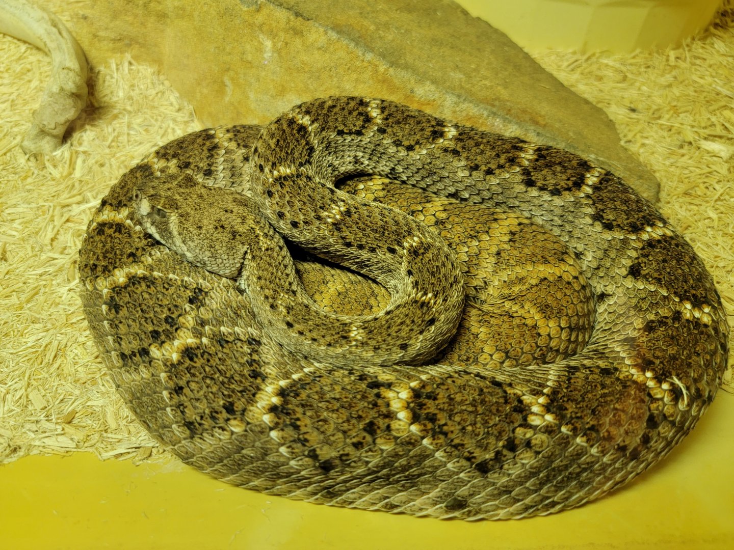 Kentucky Reptile Zoo - Western diamondback