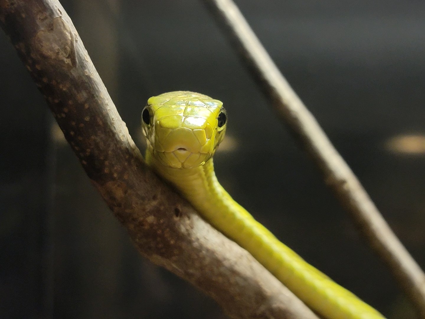 Kentucky Reptile Zoo - Western green mamba