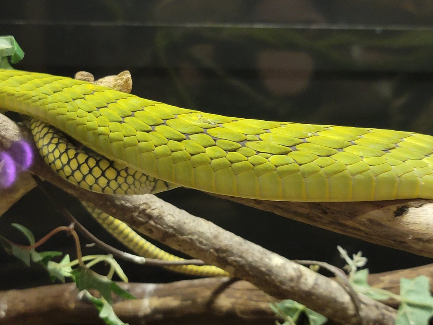 Kentucky Reptile Zoo - Western green mamba