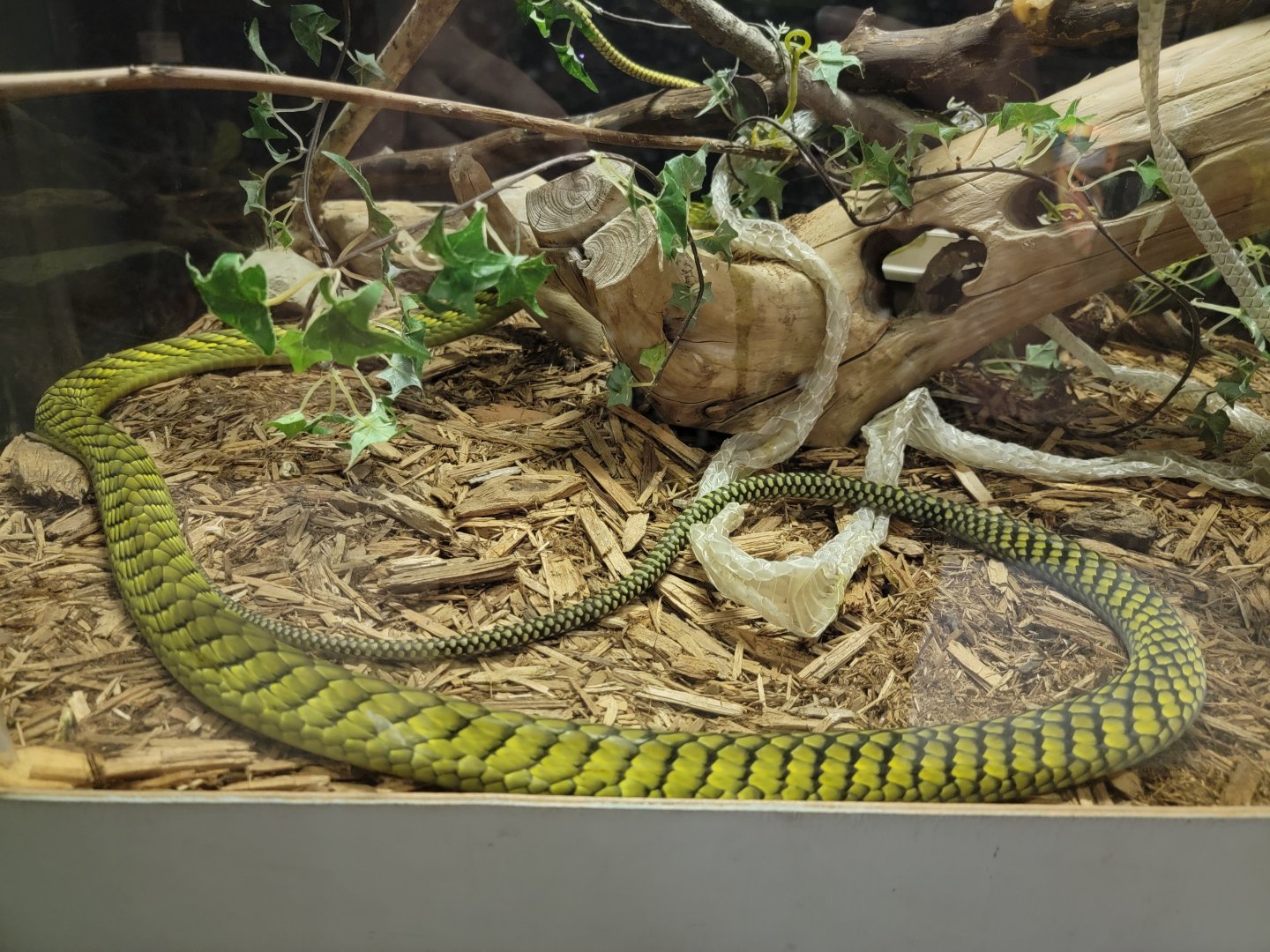 Kentucky Reptile Zoo - Western green mamba