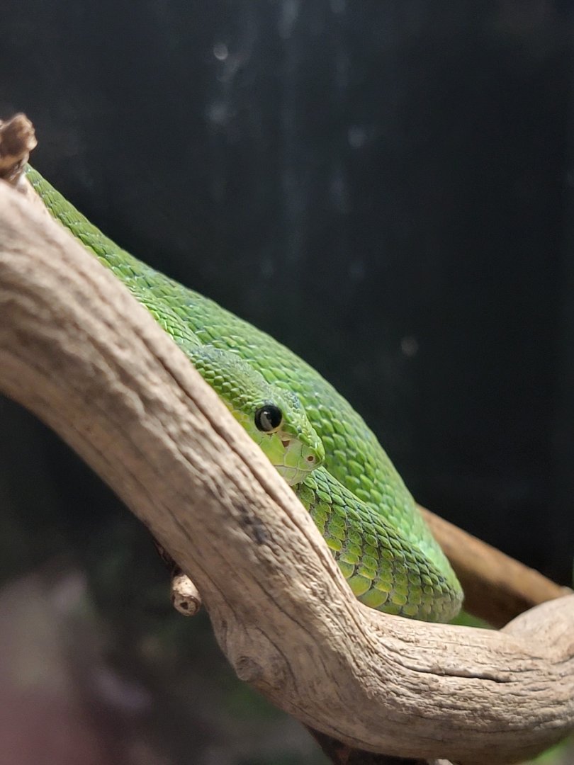 Kentucky Reptile Zoo - White-lipped tree viper