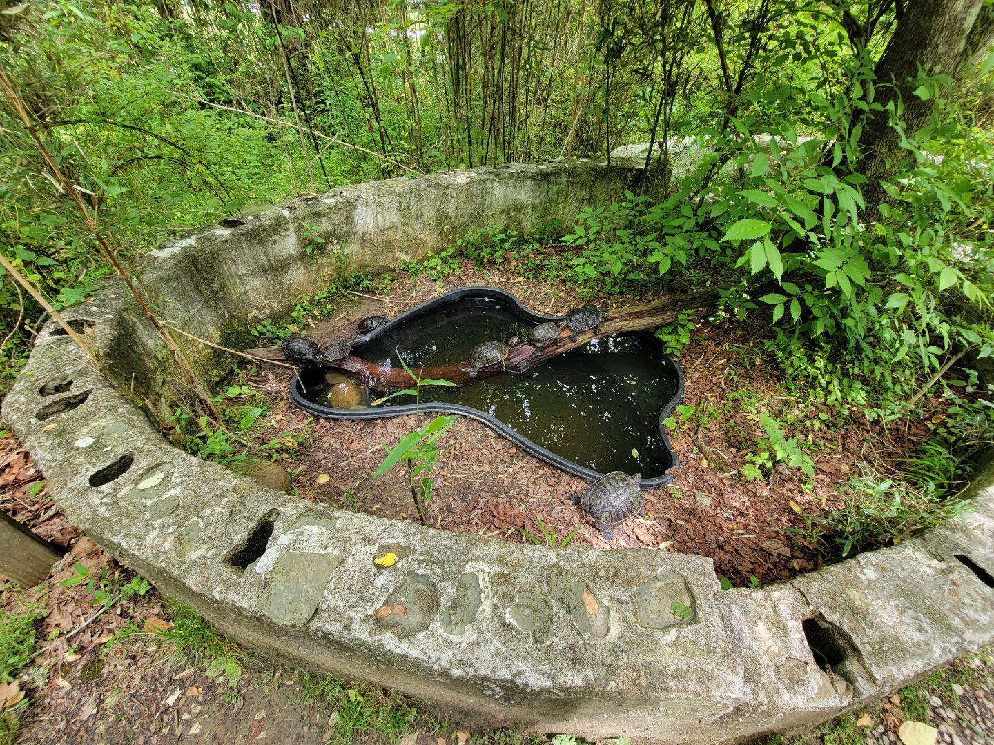 Kentucky Reptile Zoo - Yellow bellied slider, red eared slider